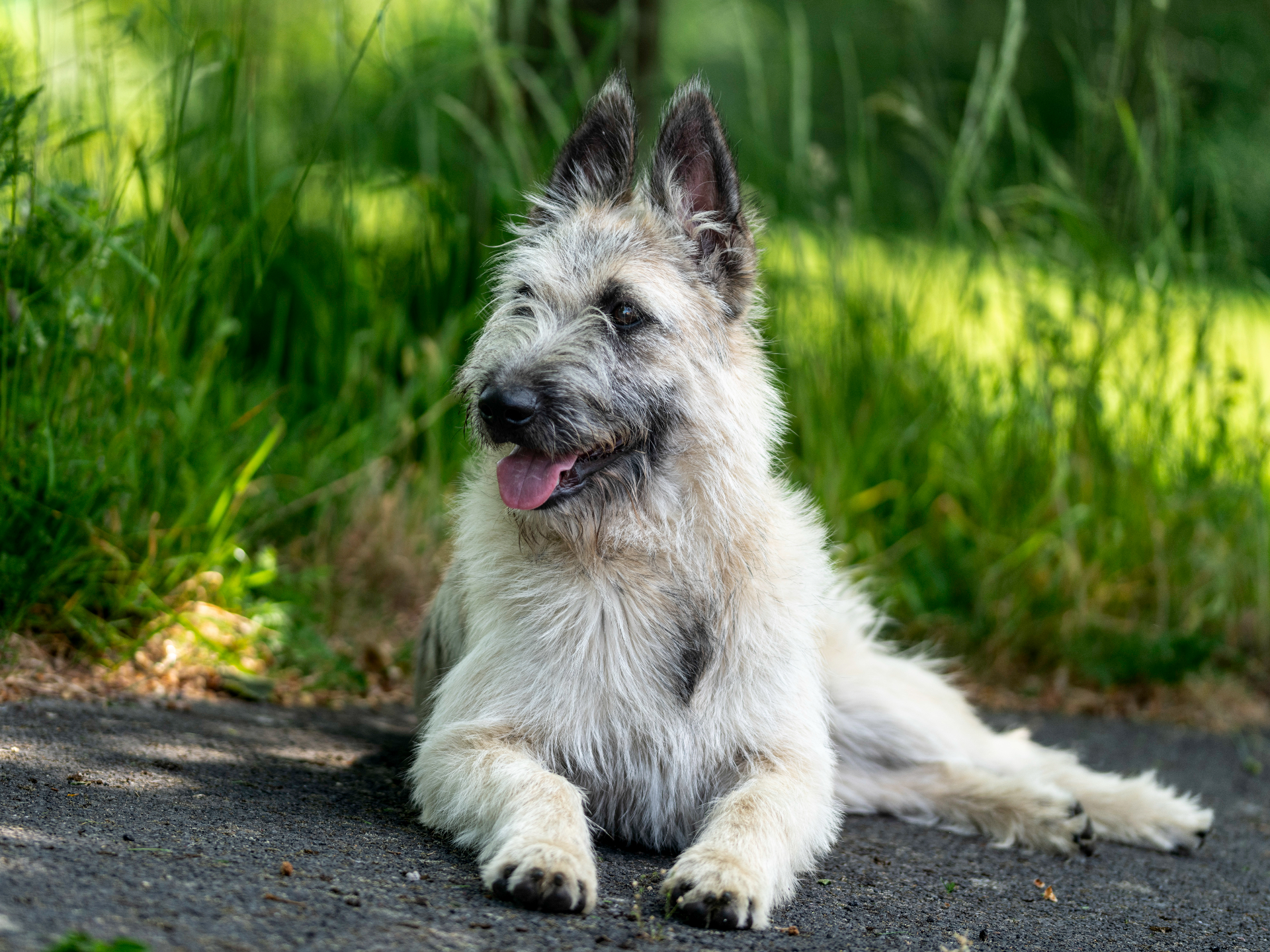 Le Bouvier des Ardennes : Tout savoir sur cette race unique