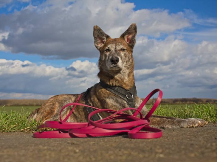 L’apprentissage de la longe : un outil essentiel pour le rappel et l’autocontrôle de votre chien